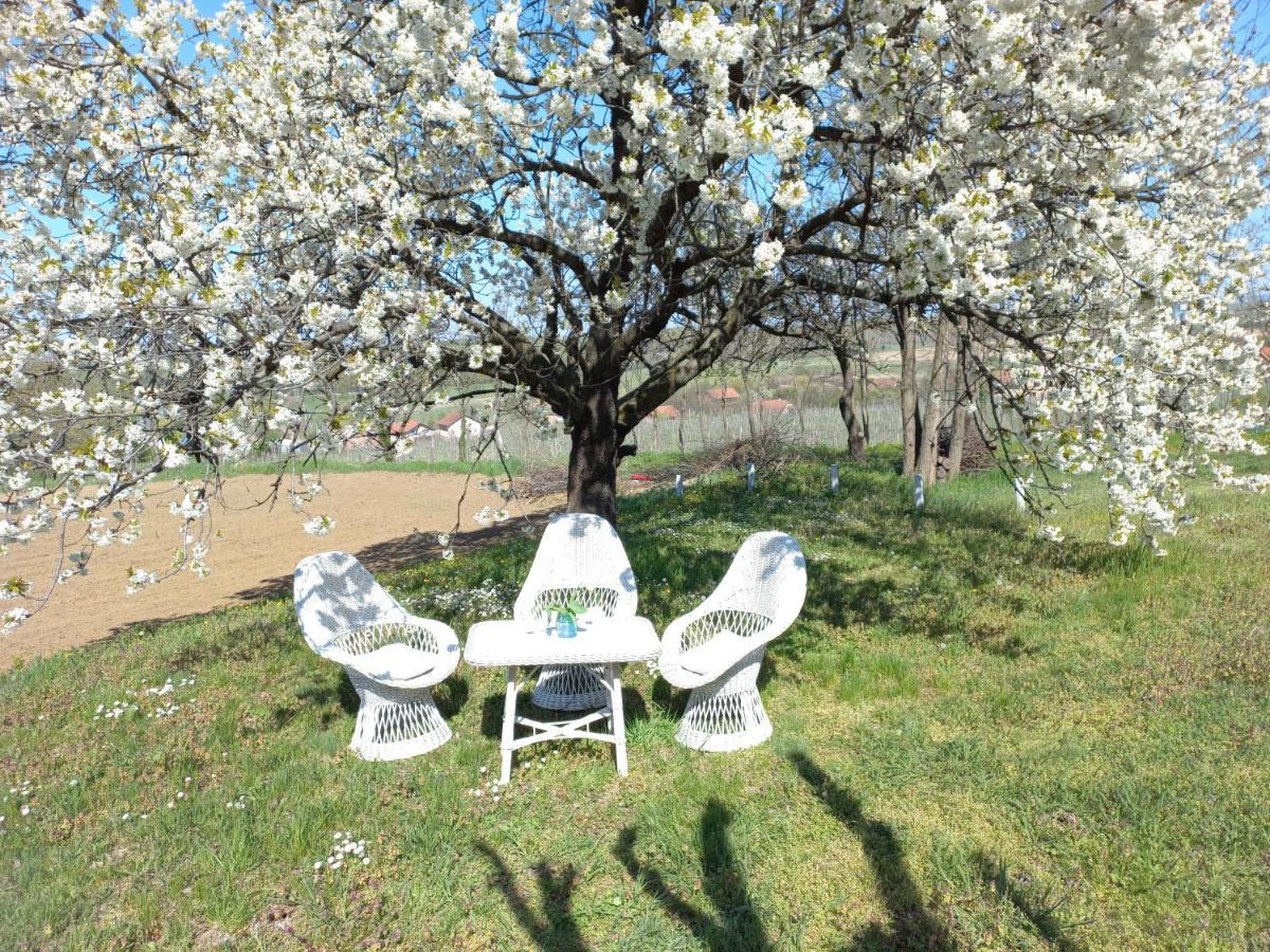 Honey Hill Apartment Fruska Gora Cerevic Zewnętrze zdjęcie