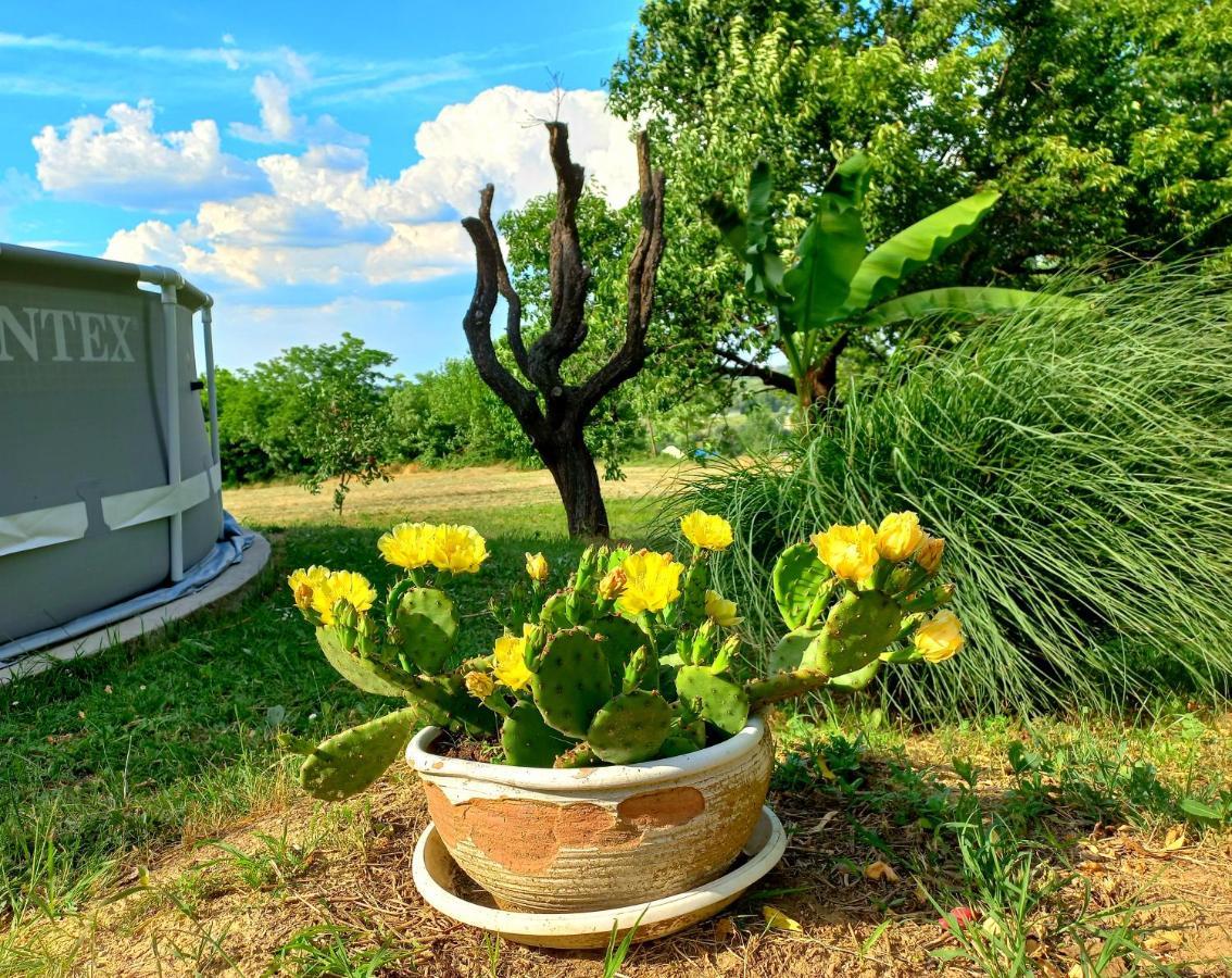 Honey Hill Apartment Fruska Gora Cerevic Zewnętrze zdjęcie