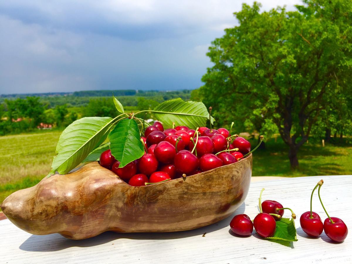 Honey Hill Apartment Fruska Gora Cerevic Zewnętrze zdjęcie